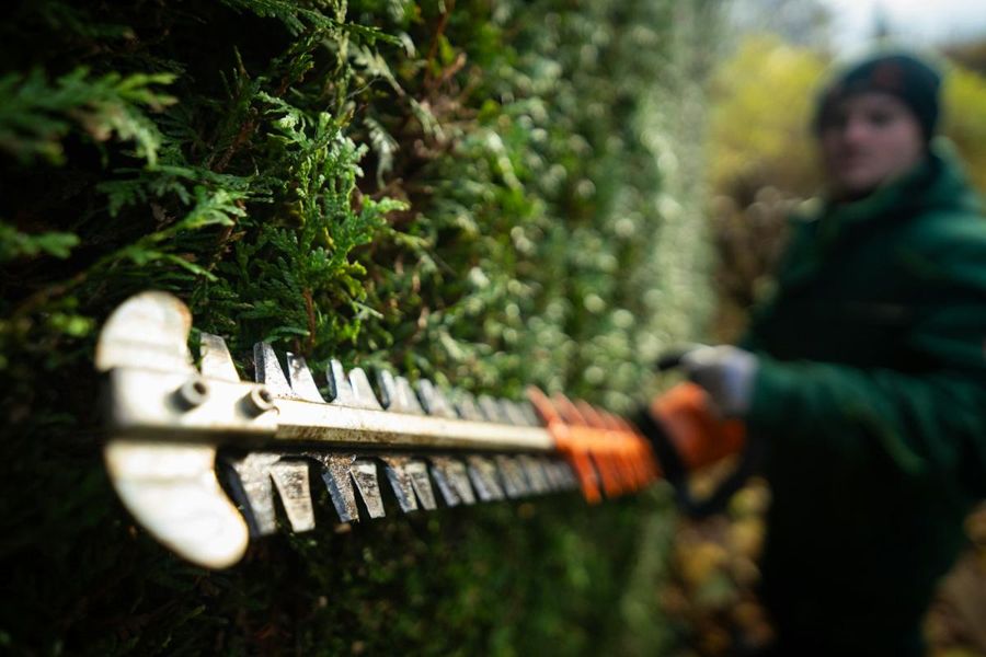 Crew member trimming a hedge
